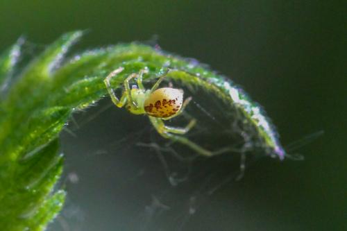 Réf. 232 268 : Diaea dorsata